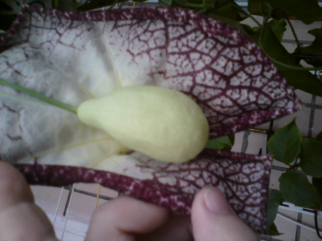 Обратная сторона цветка