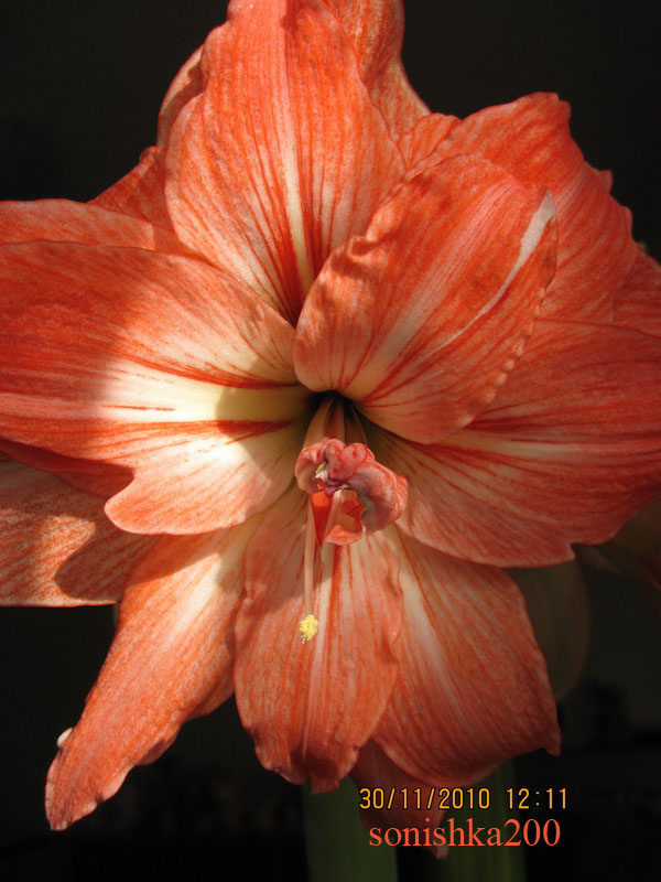 Изображение 1096 копия.jpg