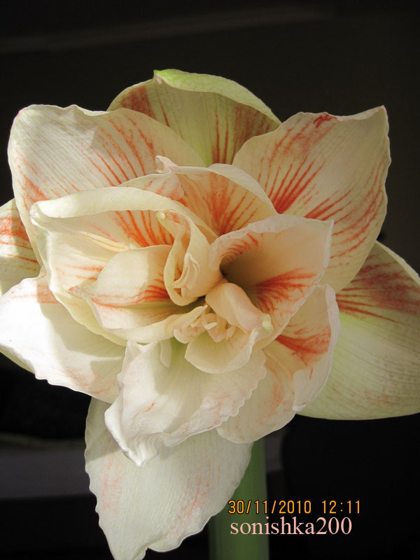 Изображение 1094 копия.jpg