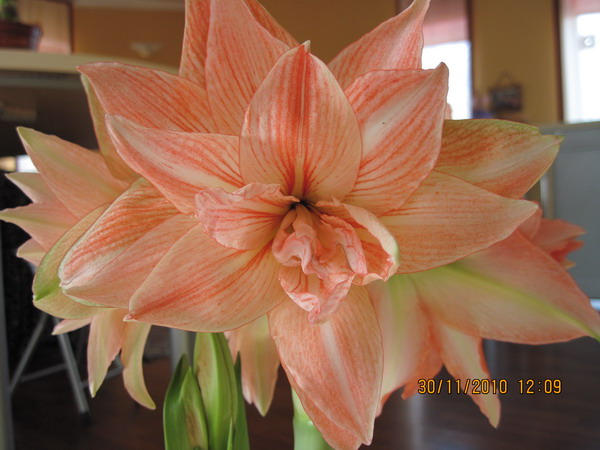 Изображение 1089.jpg