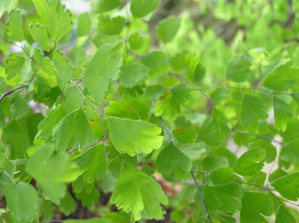 adiantum.jpg