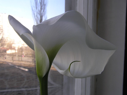 calla9.jpg