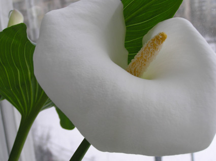 calla7.jpg