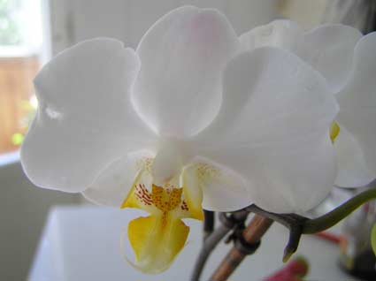 phal3.jpg