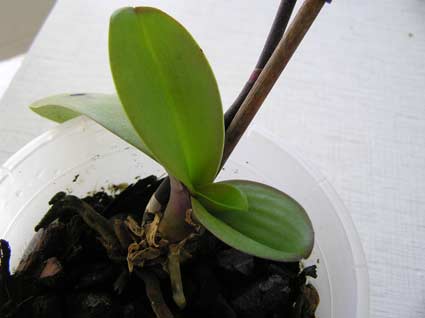 phal2.jpg