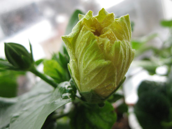 Ceres вот-вот опремьерится.