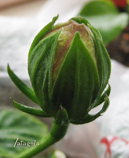 Zaragoza, моя любимица :)