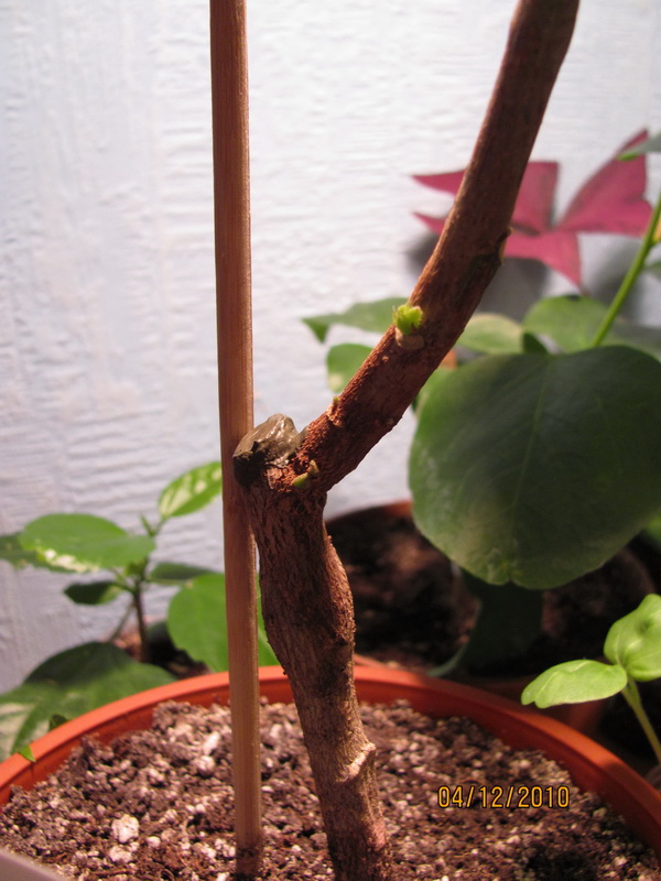 сосудистое 001.jpg