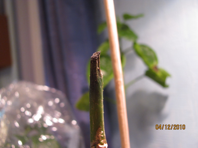 сосудистое 002.jpg