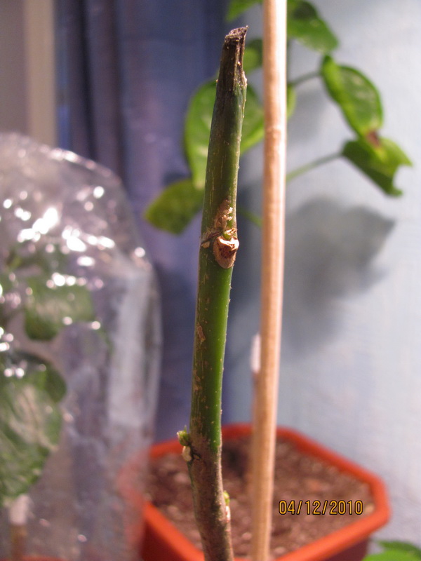 сосудистое 003.jpg