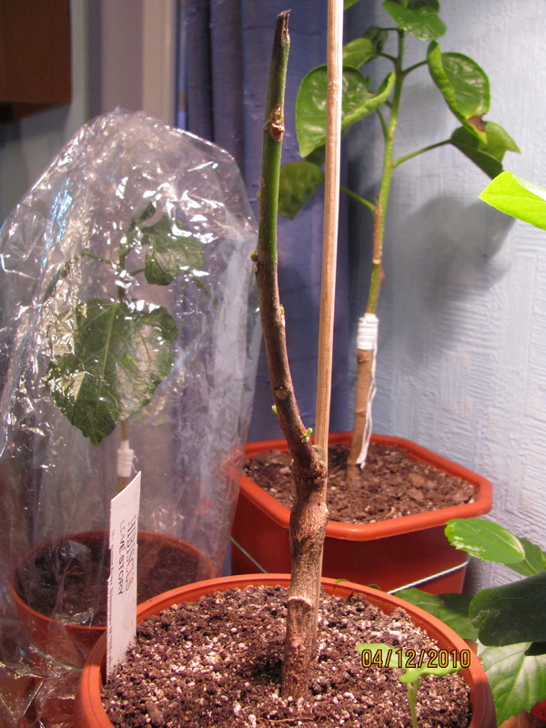 сосудистое 004.jpg