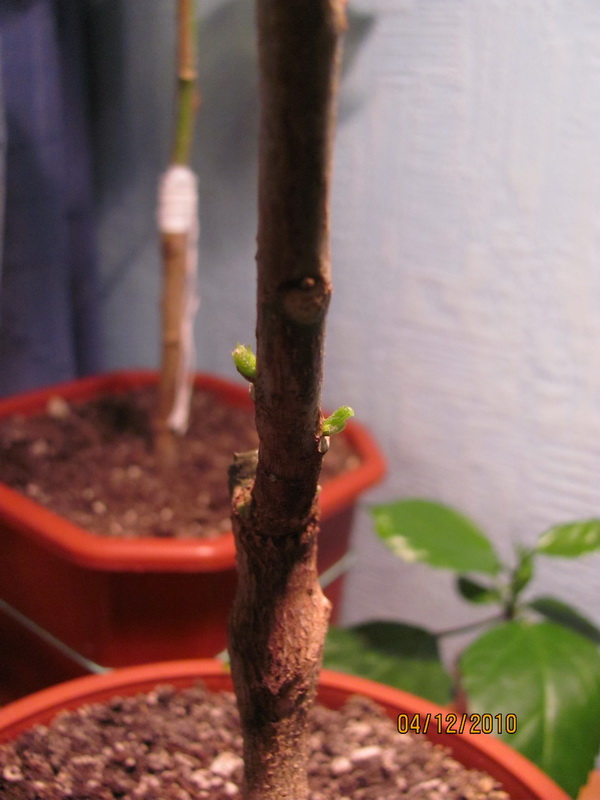 сосудистое 006.jpg