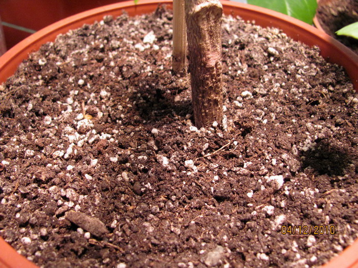 сосудистое 009.jpg