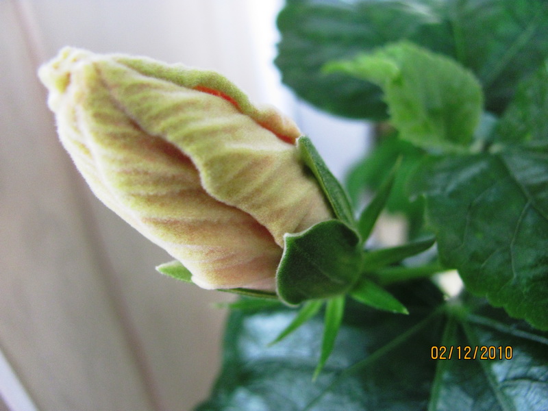 премьера - сюрприз)))