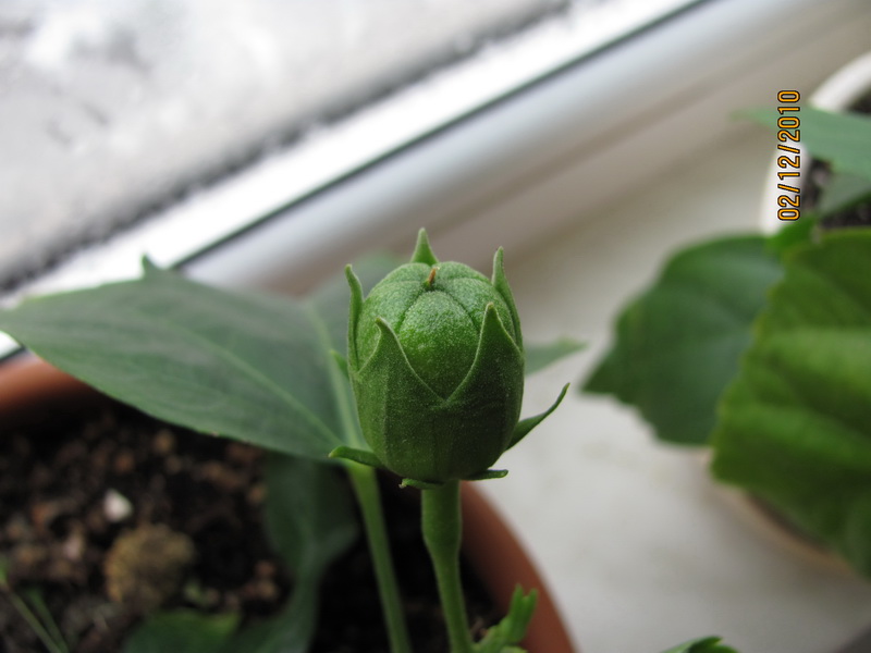 не бутон, но всё же...