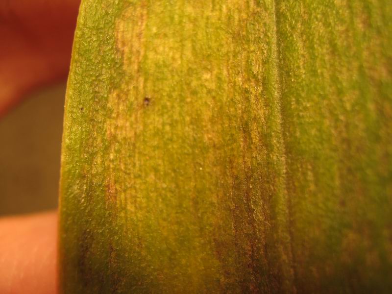 Брассия( съемка в макрорежиме)