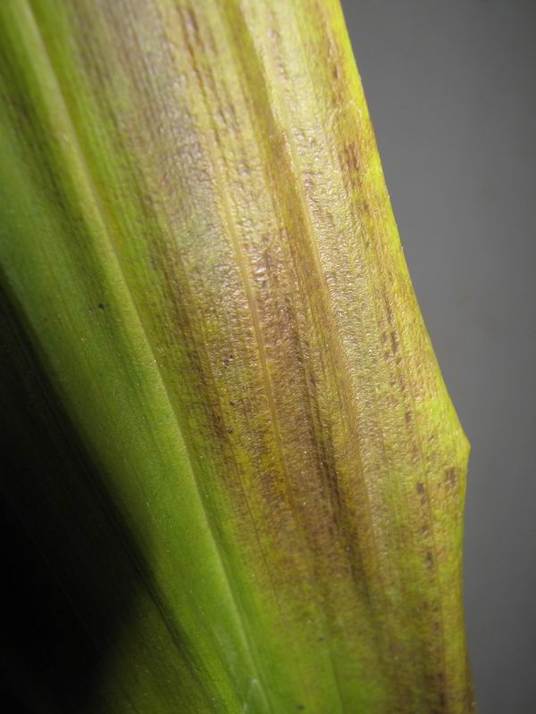 лист крупно