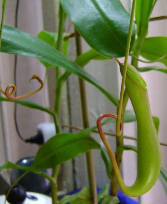 А подскажите пожалуйста какой у меня сорт и будут ли такие же огромные ловушки?