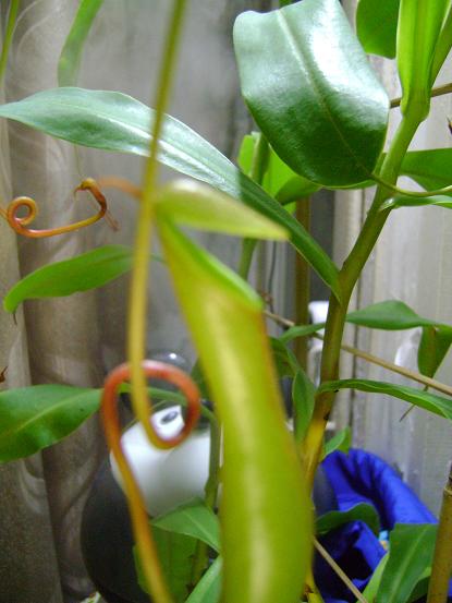 И хотелось бы узнать сорт Непентеса.