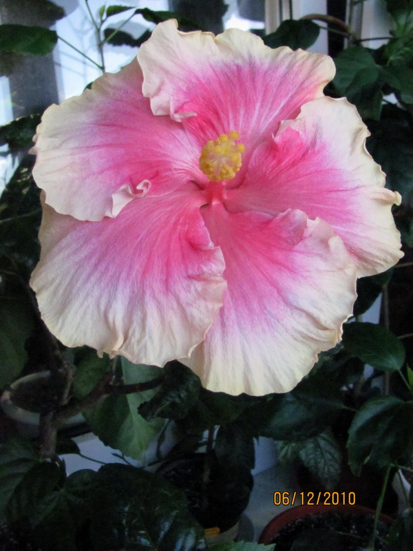 цветочки 030.jpg