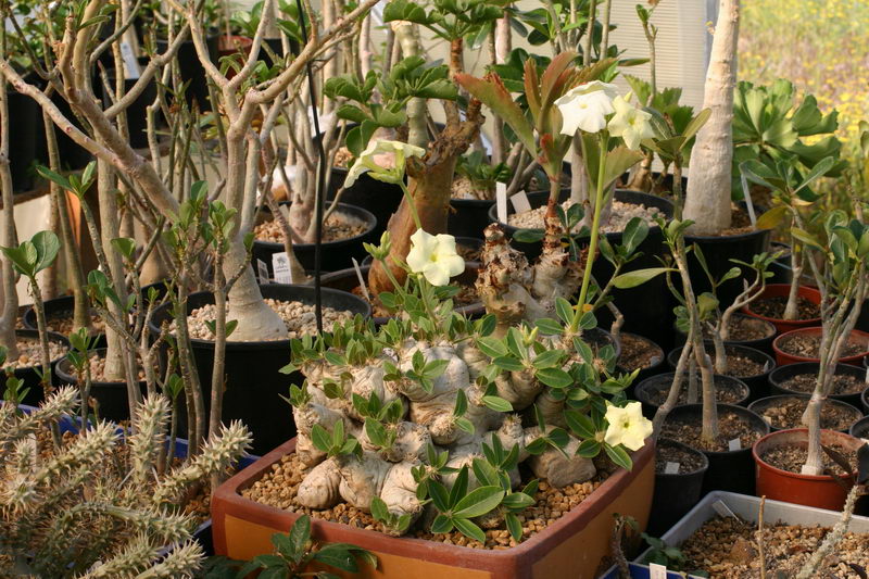 Немножко не эуфорбия, но Вам будет интересно посмотреть :)