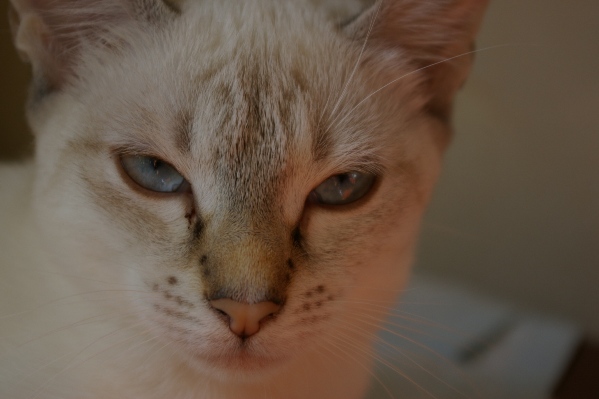 Не вмивались, але красиві