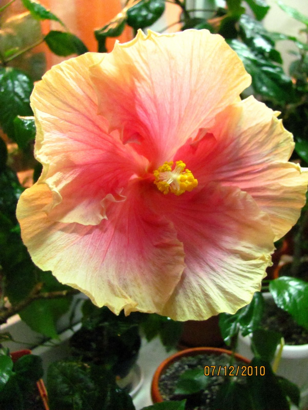 Hawaiine Sanset 016.jpg