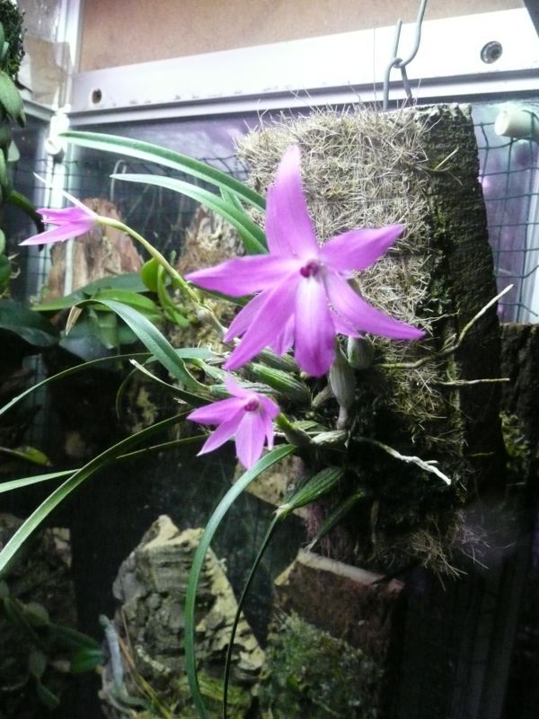 Sophronitis violacea