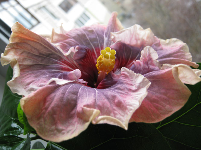 Dark nebula СРАЗУ ПОСЛЕ РАСКРЫТИЯ