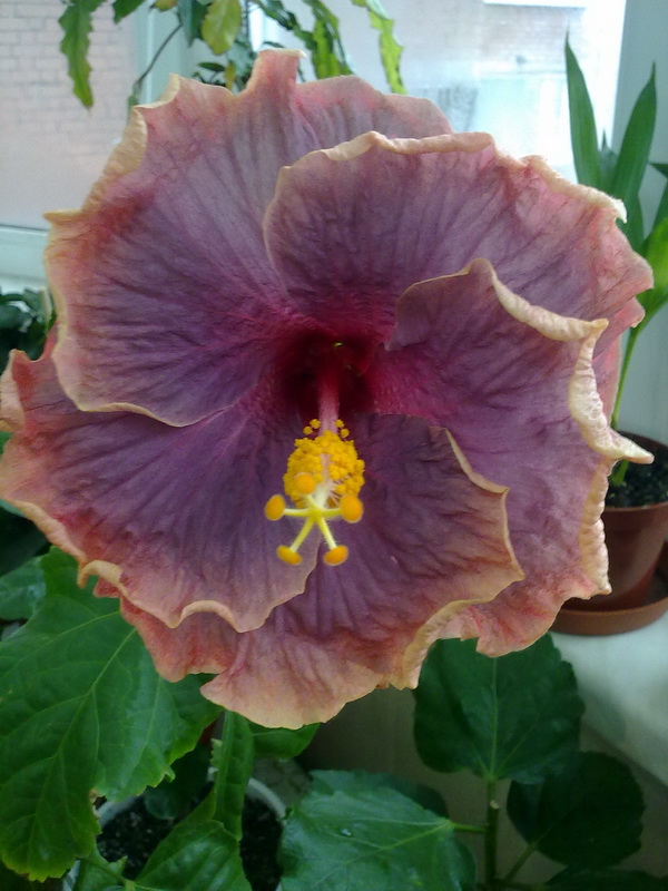 Gator Pride(тел) 004.jpg