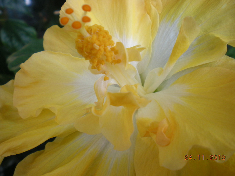 Harvest Moon 004.jpg