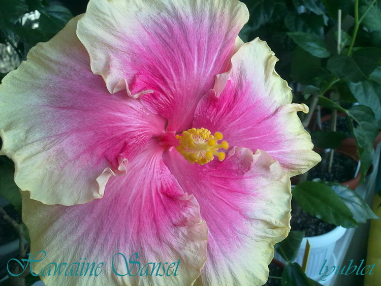 Копия Hawaiine Sanset 008 копия.jpg