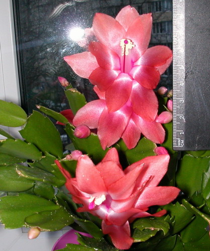 Шлюмбергера персиковая.jpg