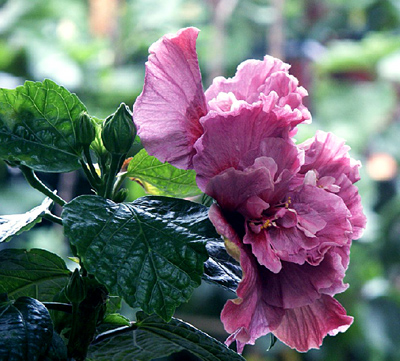 Красавица Her Majesty