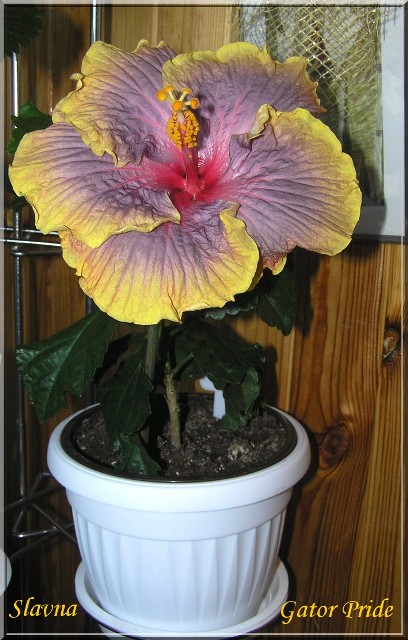 Этого уже нет, он растет у новой хозяйки, у него долговатые цветоножки были, но голову не опускал