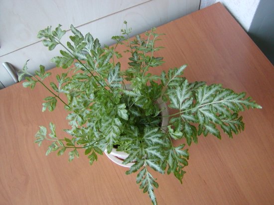 птерис мечевидный 1.jpg