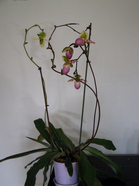 Paphiopedilum Pinocchio