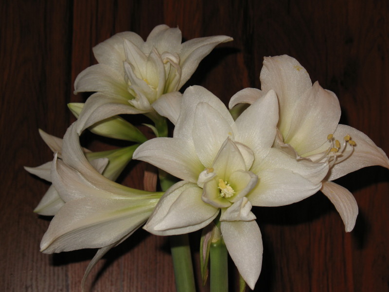 Из осенненго заказа луковичных, заявлен как Double White, интересно чем он отличается от Джевела ?