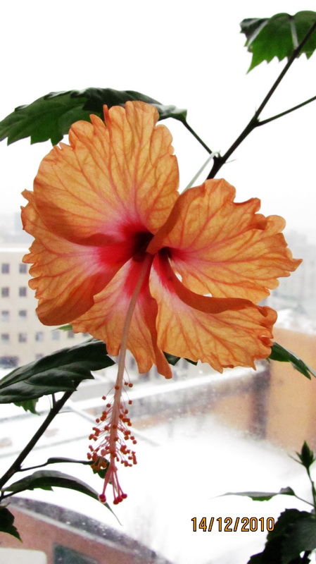 сегодня 022.jpg