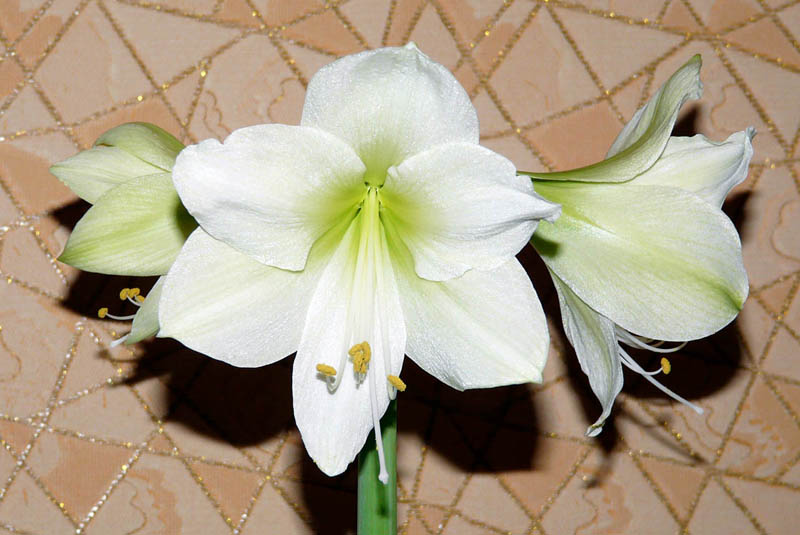 Гипп_Moon Light_04_15122010_і.jpg