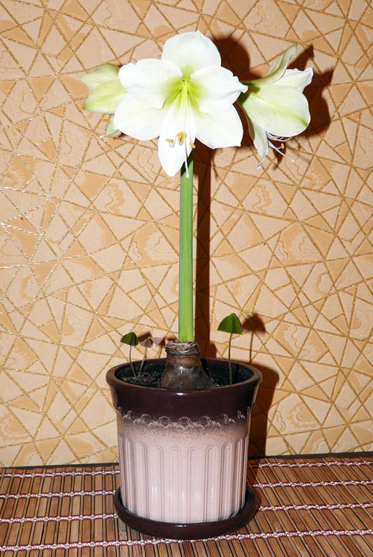 Гипп_Moon Light_05_15122010_і.jpg