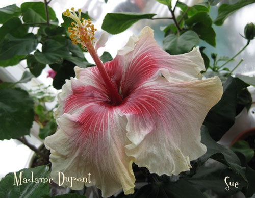 самый первый цветочек