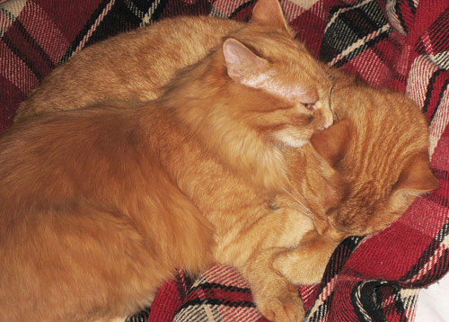 Гарфилд с Тимофеем.