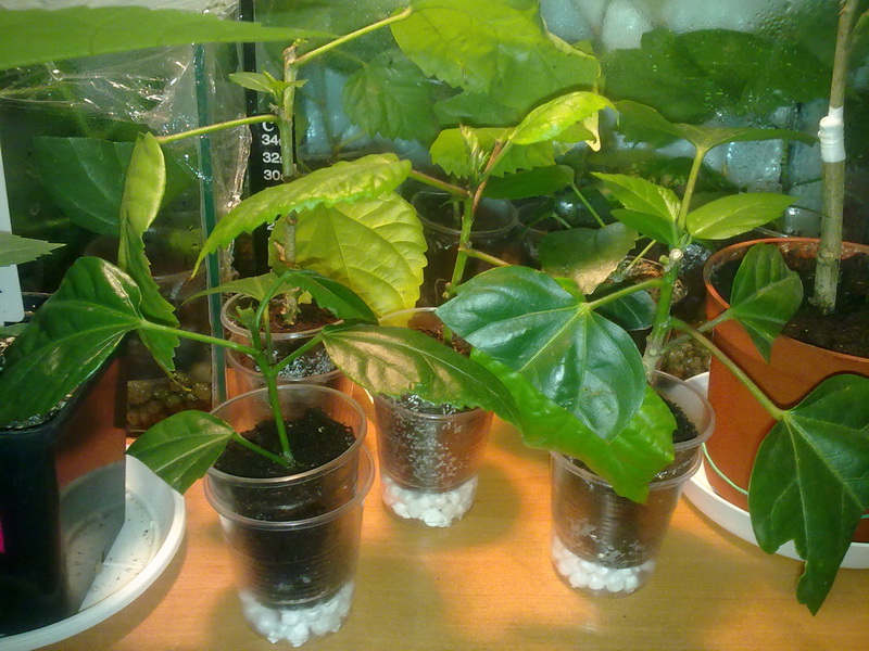 тепличка 001.jpg