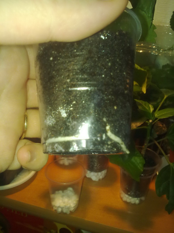 тепличка 002.jpg