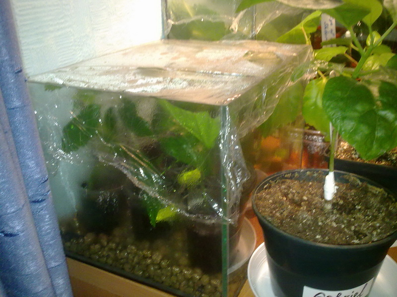 тепличка 003.jpg