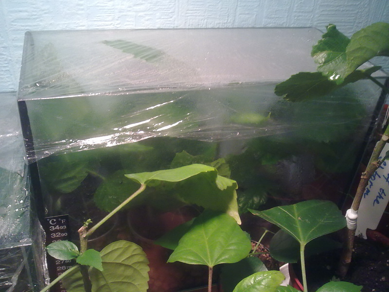 тепличка 004.jpg