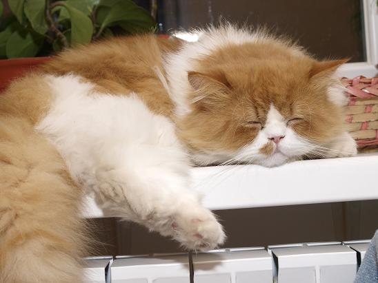 томас форум.JPG