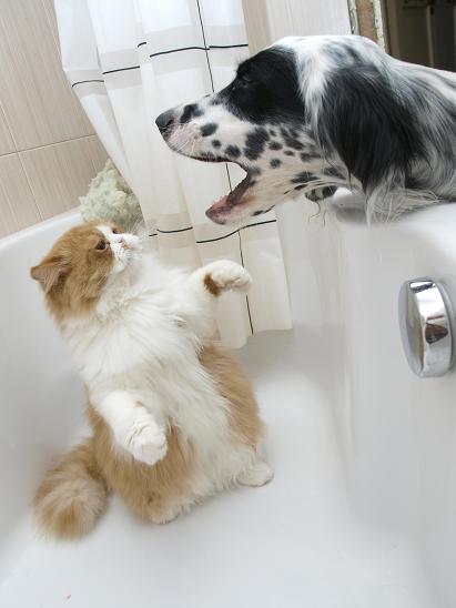 томас и одри форум.JPG