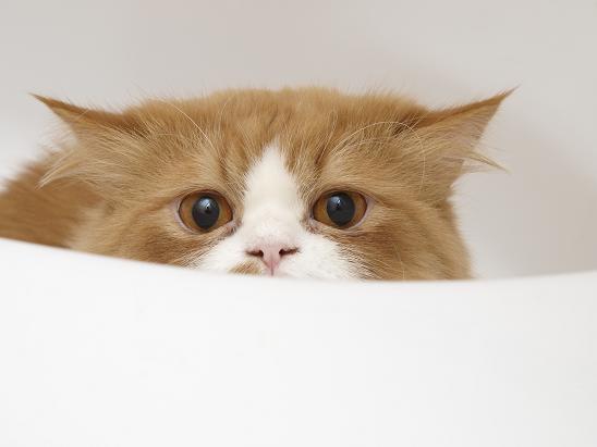 _томас в ванной.JPG